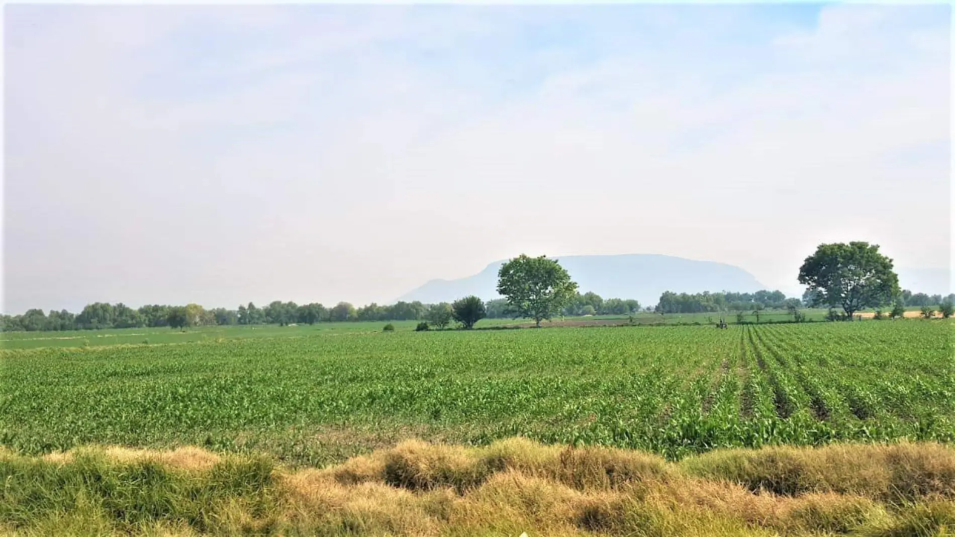 AGRICULTURA LOCAL  8 OCTUBRE 2019 2